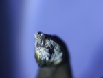 Protolamna sp.