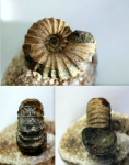 Epicheloniceras