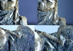 Nerineopsis.