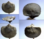 Девонская брахиопода Schuchertella donica Nal