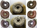 Binatisphinctes