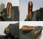 Кальцитовый Ptychoceras sp.