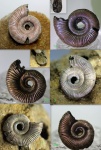 Binatisphinctes cf. mosquensis