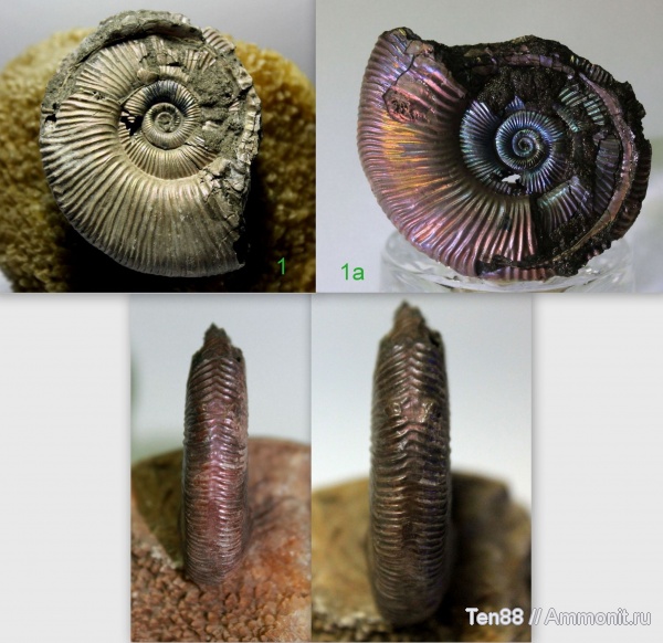 аммониты, юра, Михайлов, Binatisphinctes, мезозой, келловей, Рязанская область, средняя юра, Perisphinctidae
