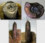 Binatisphinctes