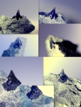 Squatina