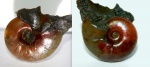 Zuercherella
