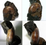 Euphylloceras