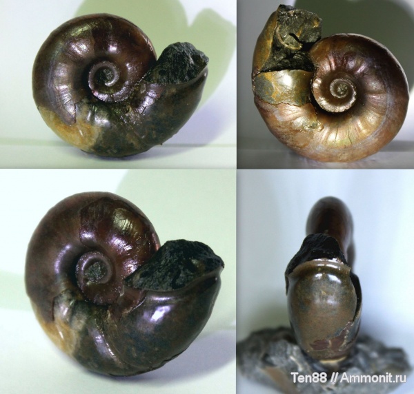 аммониты, мел, мезозой, апт, Desmoceratidae, р. Губс, Мостовский район