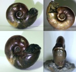 Desmoceratidae с устьем