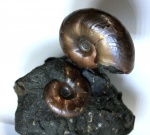 Desmoceratidae