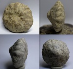 Stelloglyphus
