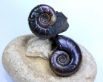 Eogaudryceras-ы