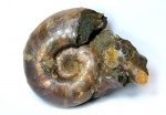 Desmoceratidae