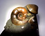 Desmoceratidae