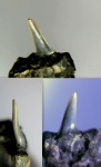 Зуб акулы Lamniformes