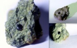 Зуб рыбы семейства Gyrodontidae