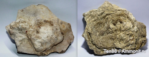 девон, Воронежская область, Кривоборье, Alveolites