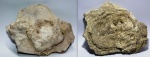 Колония Alveolites