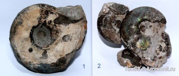 аммониты, юра, мезозой, Самарская область, Кашпир