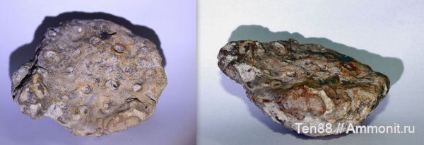 мел, губки, мезозой, Саратовская область, Александровка