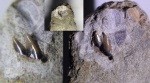 Фрагмент зуба гребнезубой акулы