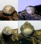 Брахиопода Rhynchonellida