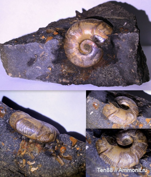 аммониты, мел, мезозой, Zuercherella zuercheri, р. Губс, Мостовский район
