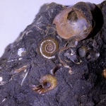 Lytoceras и Acanthohoplites
