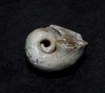 Bellerophon sp.