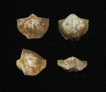 Choristites sp.