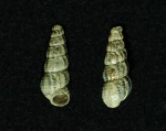 Cryptaulax mutabilis