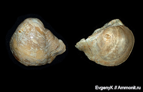 Gryphaea, Саратов, Саратовская область, Gryphaea vesicularis