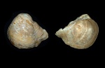 Gryphaea vesicularis