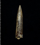 Cylindroteuthis sp.