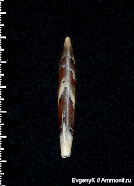белемниты, Hibolites, келловей, Саратов, Саратовская область, Hibolites zitteli, Callovian, Middle Jurassic, belemnites