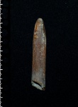 Mesoteuthis sp.