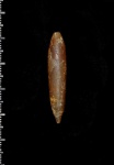 Actinocamax verus