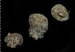 Microblastium spinosum со смещением