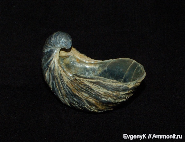 Gryphaea, Саратовская область, Gryphaea dilatata, Gryphaeidae