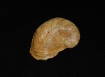 Amphidonta conica