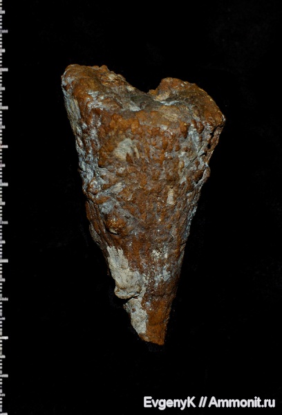 губки, Саратов, Саратовская область, сантон, Sororistirps, Sororistirps radiatum, Santonian