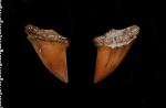 Cretoxyrhina mantelli