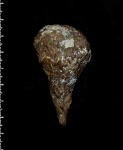 Ventriculites sp.