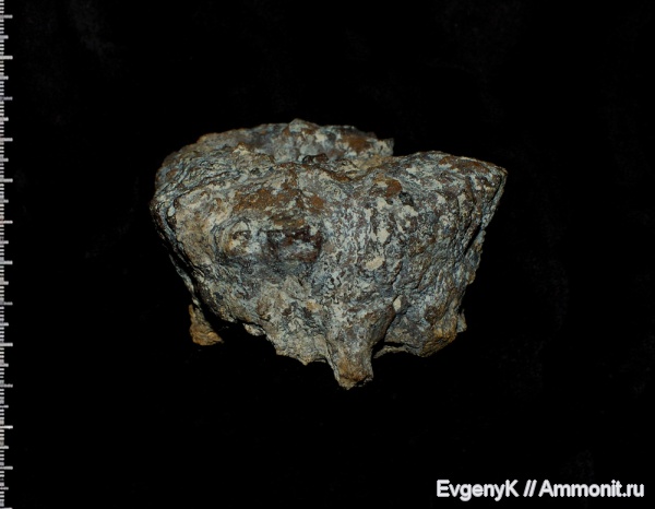 губки, Саратов, Саратовская область, Cephalites, Cephalites (Cephalites) capitatus