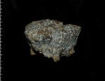 Cephalites (Cephalites) capitatus