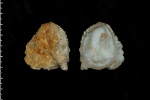 Ostrea sp.
