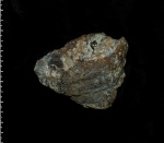 Sporadoscinia venosa