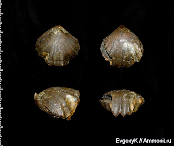 брахиоподы, Praecyclothyris, Дубки, Саратов, Саратовская область