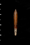 Hibolites hastatus